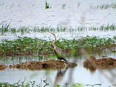 Anhinga melanogaster