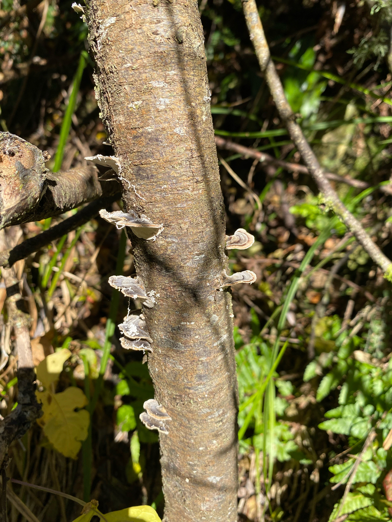 Trametes versicolor · June 2025 · photo: © crellow (iNaturalist, cc0)