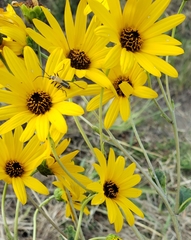 Helianthus silphioides