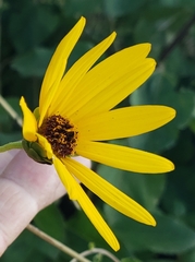 Helianthus silphioides