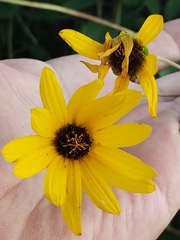 Helianthus silphioides