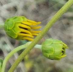 Helianthus silphioides