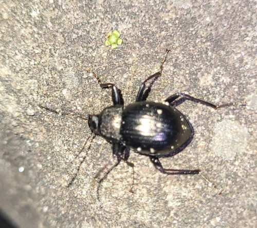 Contracted Darkling Beetle photo 5