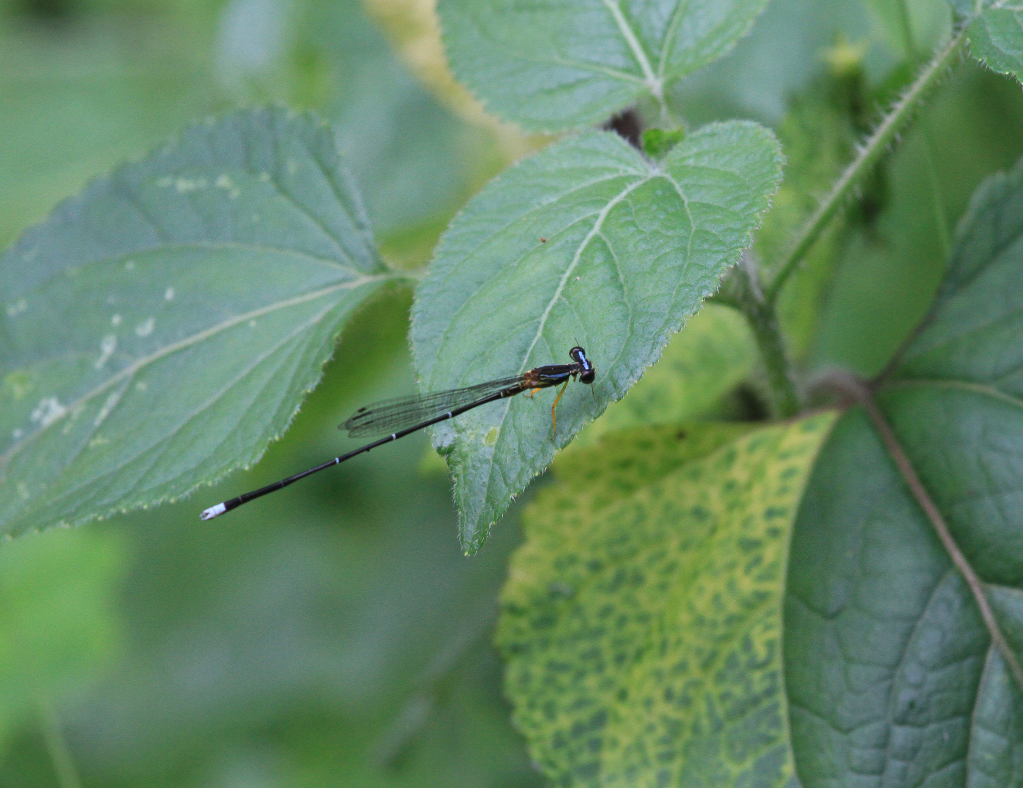 Blue Featherleg