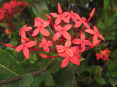 Ixora coccinea coccinea