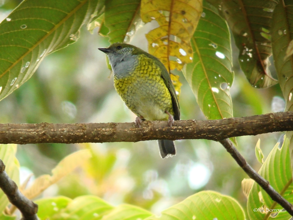 Tit Berrypecker