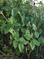 Helianthus silphioides
