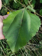 Helianthus silphioides