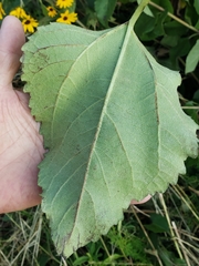 Helianthus silphioides