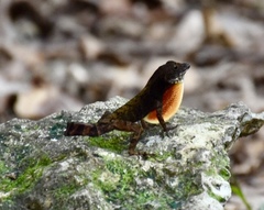 Anolis allogus