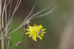 Epicauta floridensis