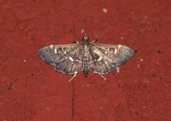 Diathrausta harlequinalis