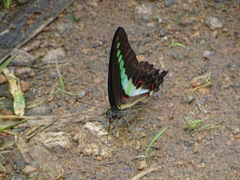 Graphium teredon