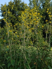 Helianthus silphioides