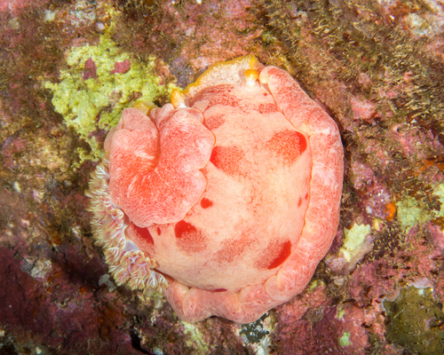 Yellow-margined Spanish Dancer