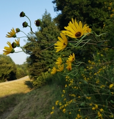 Helianthus silphioides
