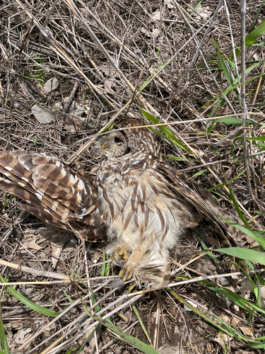 Barred Owl photographed in Arkansas
