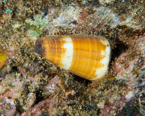 Conus planorbis observed 2016-10-02