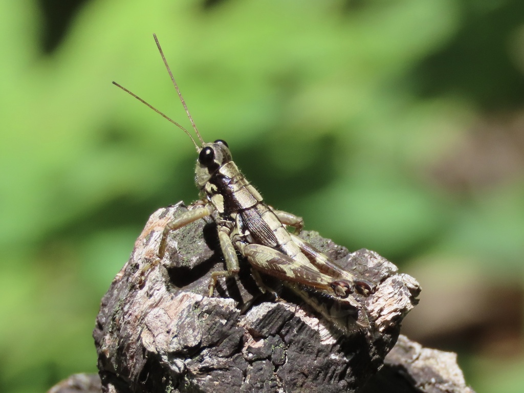 Appalachian Grasshopper