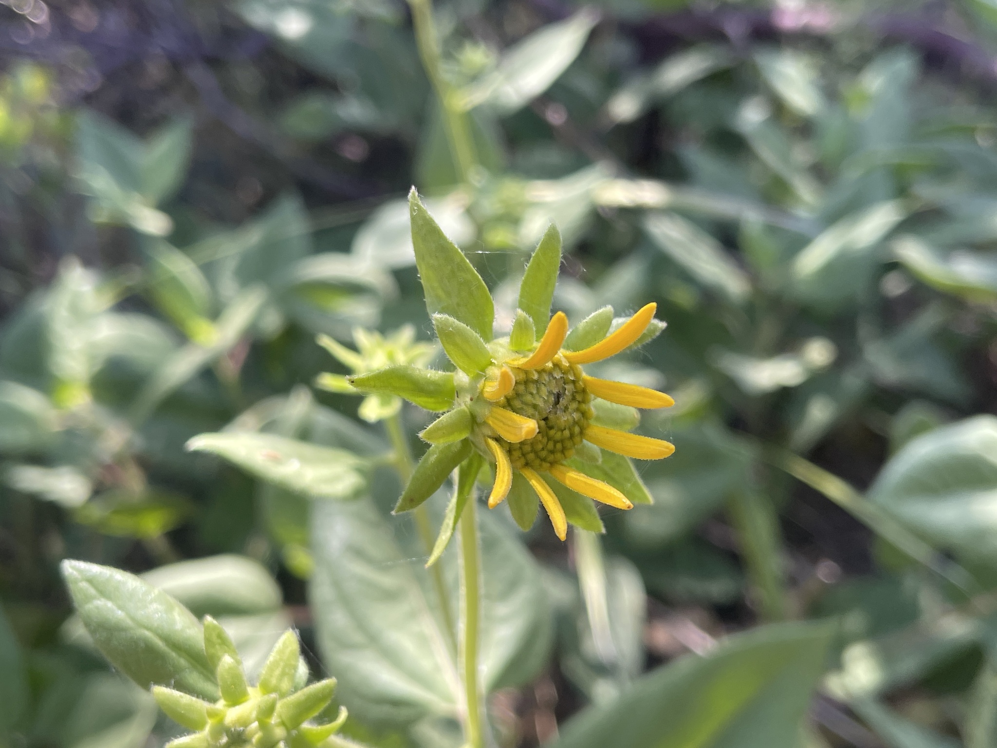 Imagem de Agnorhiza reticulata