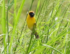 Pachyphantes superciliosus