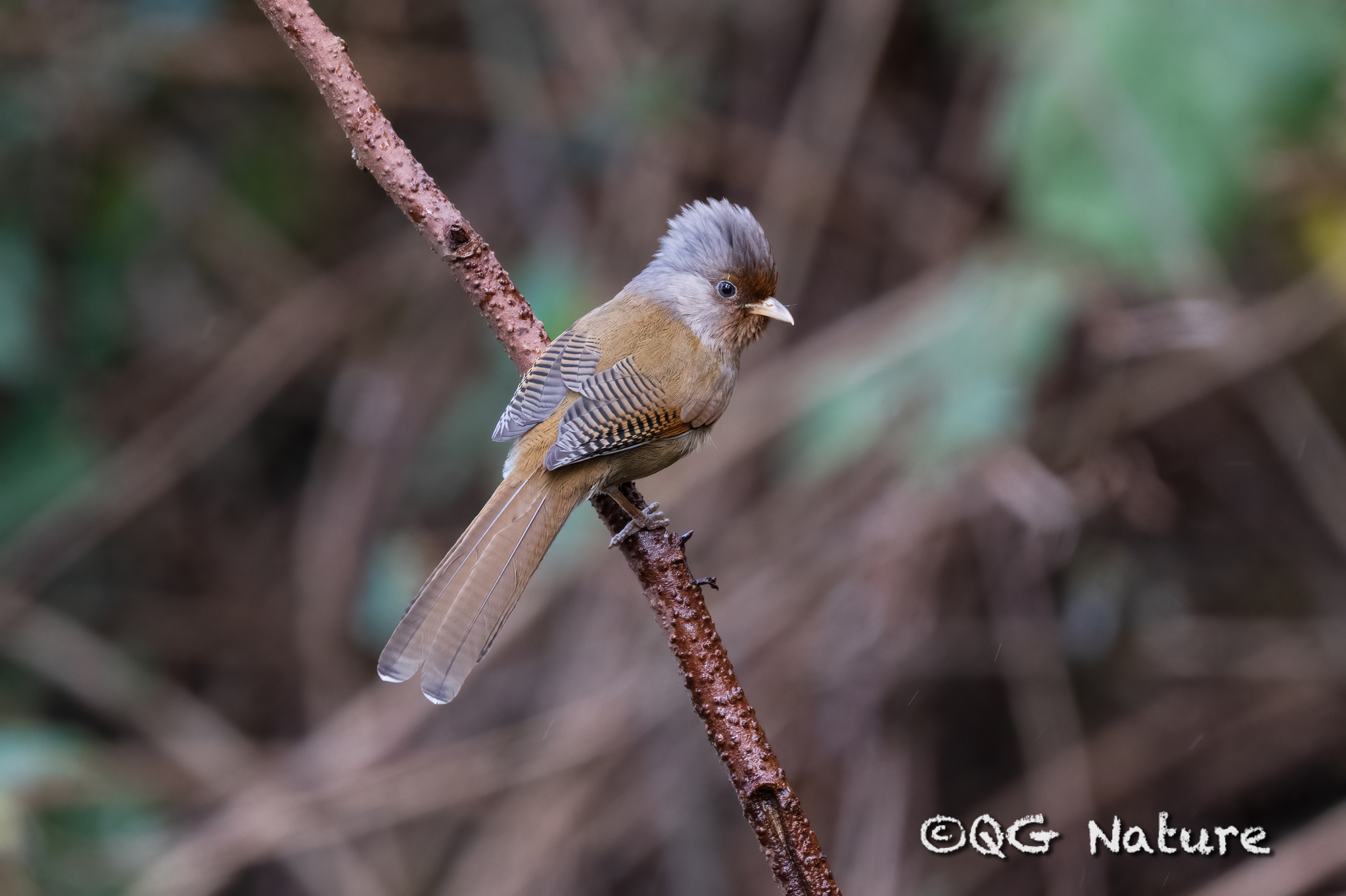 Rusty-fronted Barwing