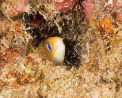 Gymnothorax melatremus