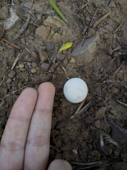 Fungi