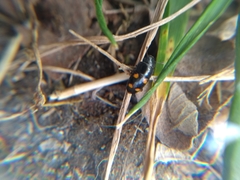 Glischrochilus hortensis