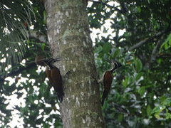 Chrysocolaptes guttacristatus