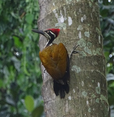 Chrysocolaptes guttacristatus