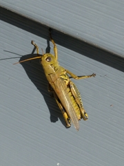Melanoplus differentialis