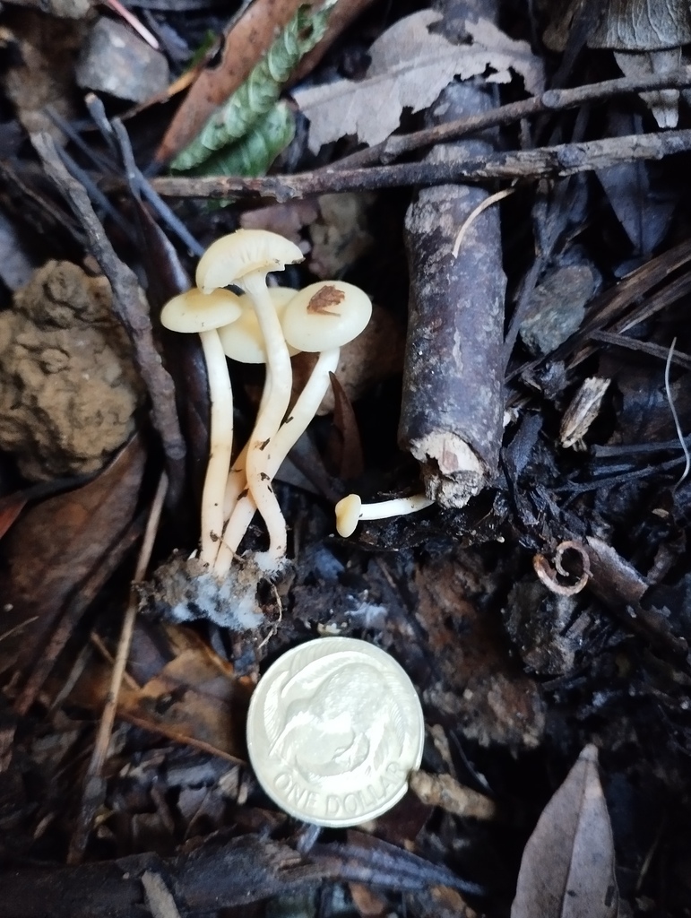 Cuphophyllus salmonipes · June 2025 · photo: © geoffr (iNaturalist, cc0)