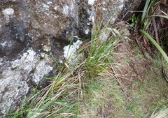 Anthoxanthum redolens