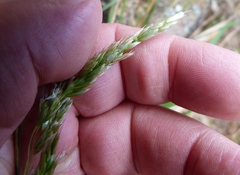 Anthoxanthum redolens