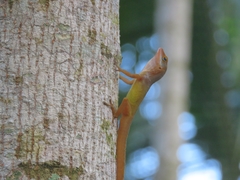 Anolis wattsii