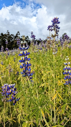 tarwi (Lupinus mutabilis)