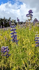 Lupinus mutabilis
