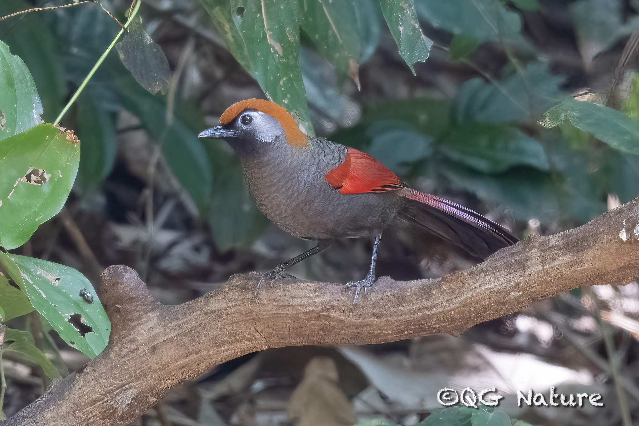 Red-tailed Laughingthrush