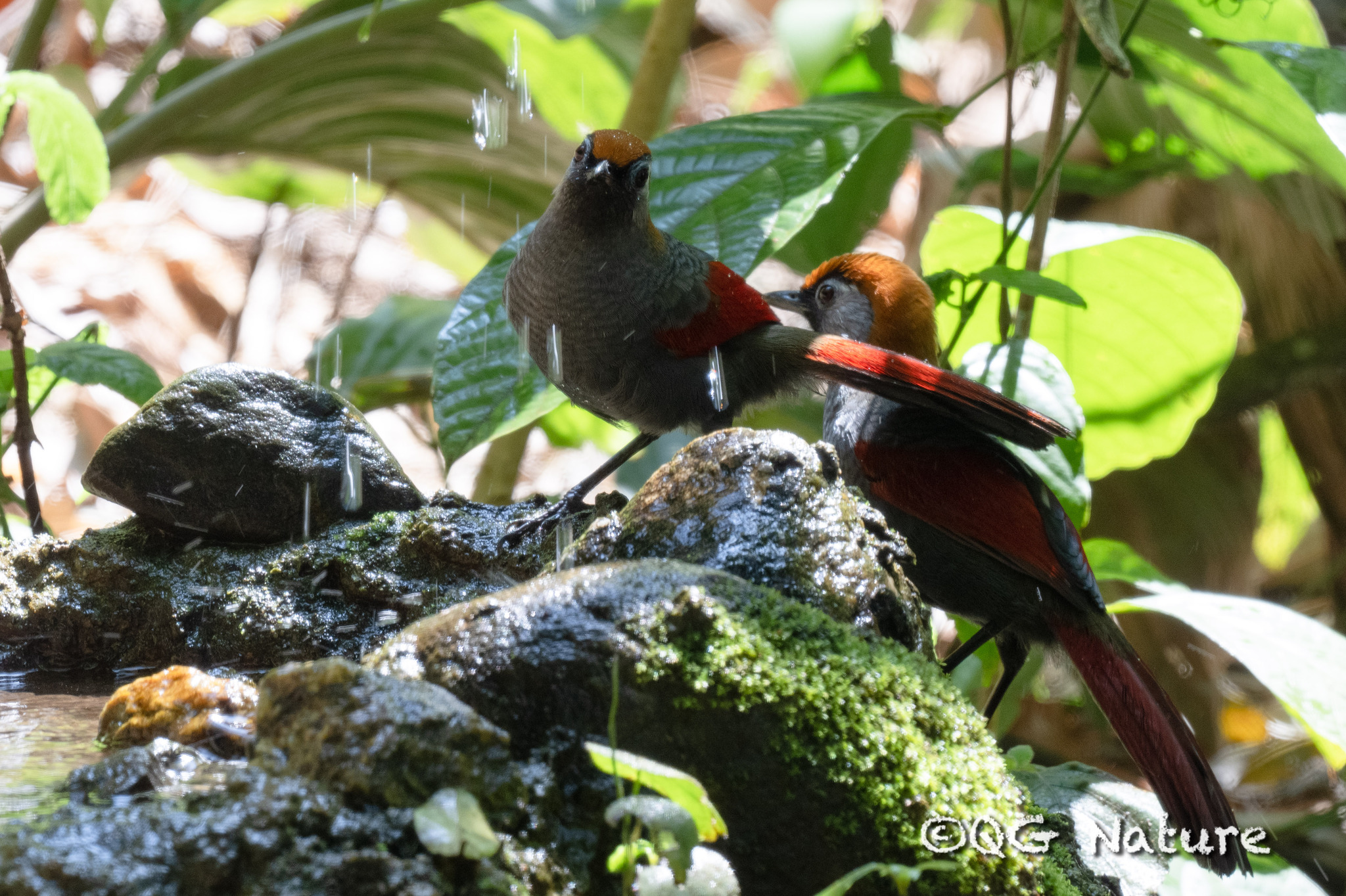 Red-tailed Laughingthrush