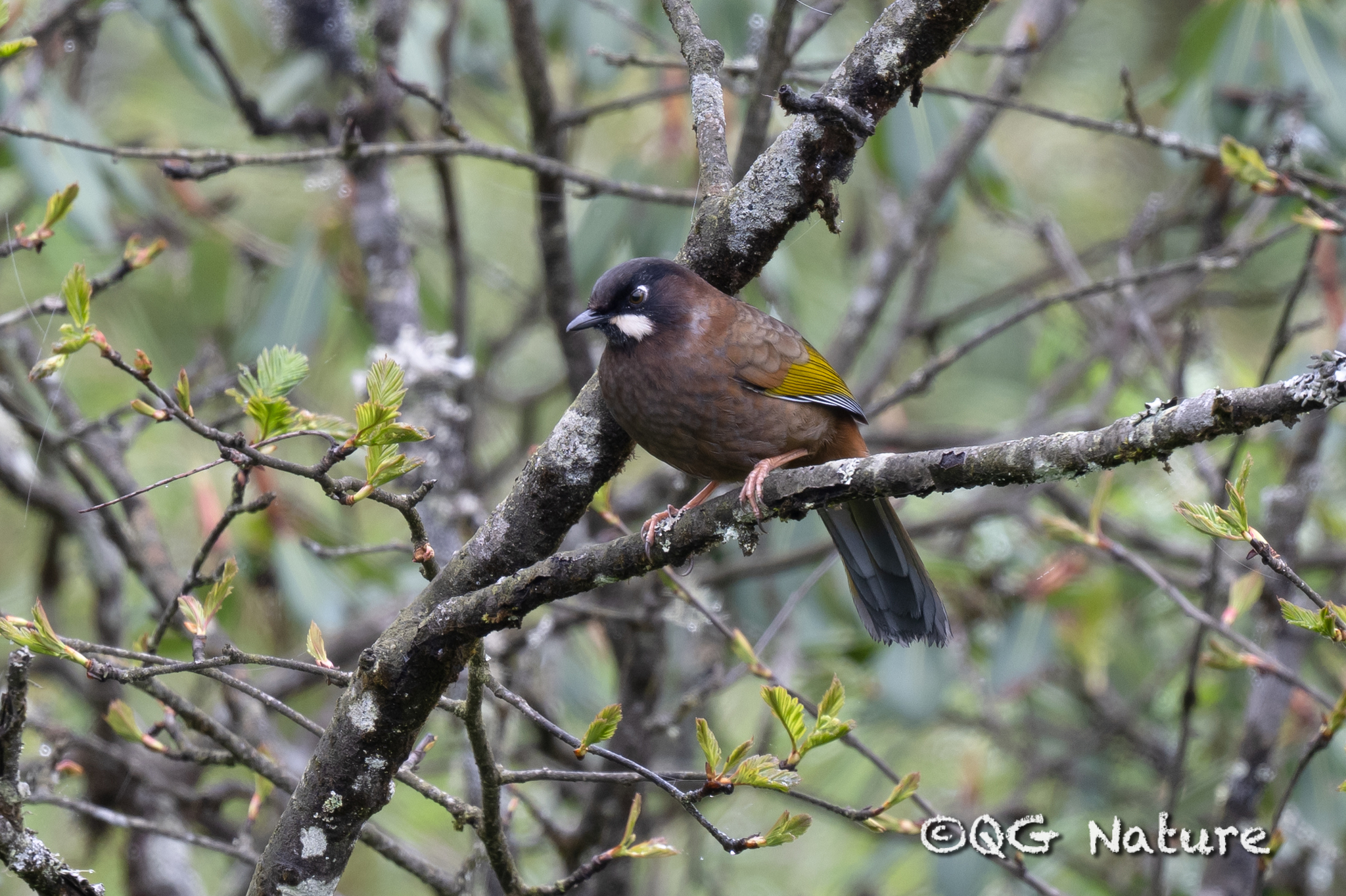 Black-faced Laughingthrush