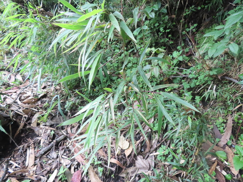 Chusquea scandens, photograph 6