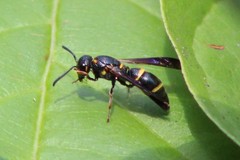 Parancistrocerus histrio