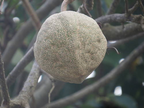 Image of Joannesia princeps by (c) Diogo Luiz, some rights reserved (CC BY)