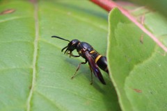 Parancistrocerus histrio
