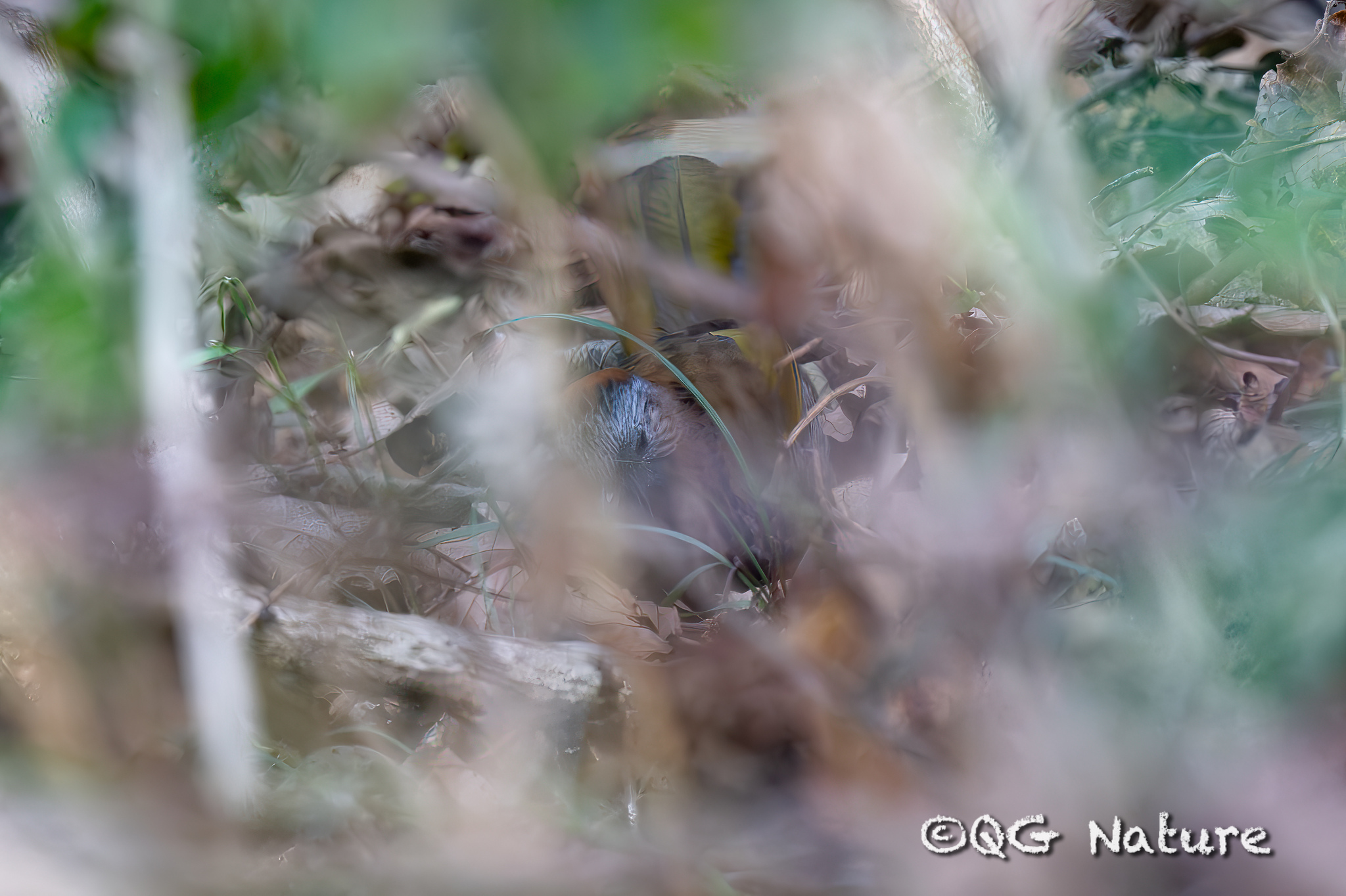 Assam Laughingthrush