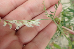 Vicia pulchella