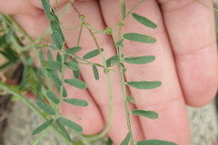 Vicia pulchella
