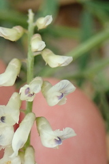 Vicia pulchella