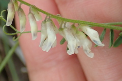 Vicia pulchella